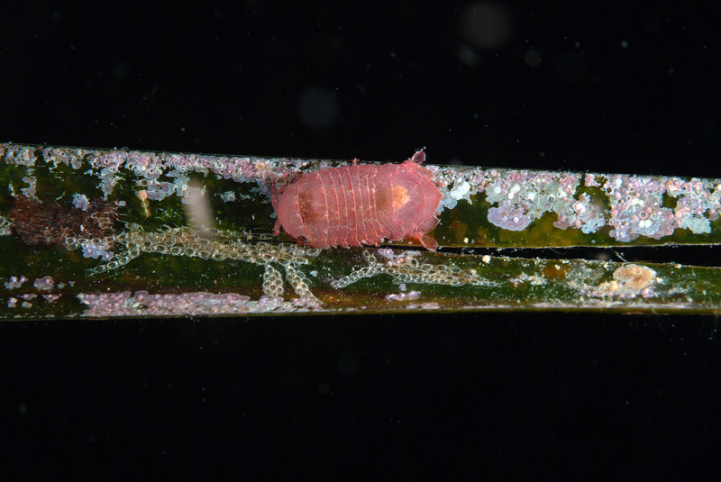 Paracerceis sp.